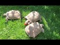 Three Desert Tortoises Eating Tomatoes 🐢 🍅