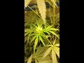 Weed Chill out video. Boomboclock.