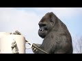 Gorilla's Big Fight❗️| Shabani's Son Shuts His Mind To Dad | What's Wrong With Shabani?