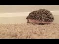 Hedgehog running back and forth with slowed down music for 10 minutes. (Escaping stress)