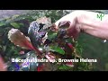 Bucephalandra sp. Brownie Helena