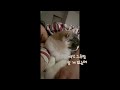 The cat that loves to sleep with mommy (feat. …What about daddy?)