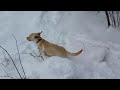 Labrador playing in snow