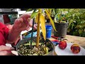EASY WAY How to Grow Peach Trees from Seed
