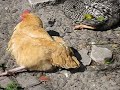 South Florida Chickens Sunbathing Feb4