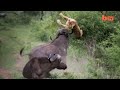जब हाथी ने कर डाला शेर का शिकार,चौक जाओगे आप!TOP 5 PREYS WHO CAN DEFEND THEMSELVES