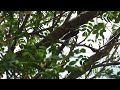 Large Cicada Making Their Calling Song