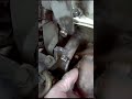 02 Lancer: How to Remove the Exhaust Manifold 14mm Left Most Nut