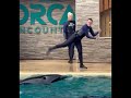 Killer Whales Orcas showing of their size, power and agility#seaworld#orca