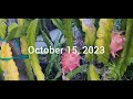 My Entire 2023 Dragon Fruit Season in One Video 😀  #dragonfruit