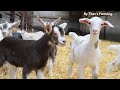 Wonderful Goat Farm with Modern Technology Farming with Modern High-Tech and Livestock Equipment