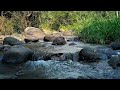 FOREST RIVER NATURE SOUNDS, NATURE SOUNDS, RELAXING NATURE SOUNDS, WATER SOUNDS