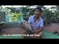 Cuộc Chiến Kinh Hoàng Với Quái Vật ANACONDA Khổng Lồ Dài 7m Nặng 200kg| khôi Tv