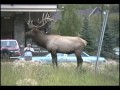 Bull Elk Chases Man in Downtown Banff Canada