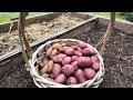 Fat potato harvest with little work (4ft x 8ft raised bed)