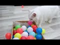 You Laugh You Lose 🤣 Funniest Cats and Dogs 2023 😸🐶 Part 13