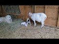 Our goat,Lola, had her first kid