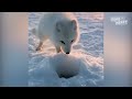 Baby Arctic Fox Steals Mans Fish