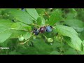 Wild Blueberry — North America's Great Superfood