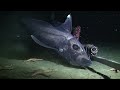 Strange Sharks | Shark Video