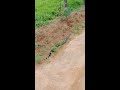 Cobra ataca em Rondônia