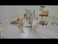 Funniest Cats and Dogs 😻🤣 Best Funny Animal Videos 2024 😍
