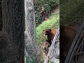 Full Video: 2 Bear Cubs Fight and Then Learn to Share! (Bear Feeding Time)