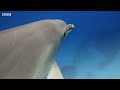 Dolphins Play Catch with a Pufferfish! | Spy In The Wild | BBC Earth