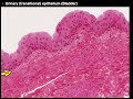 Introduction to Histology