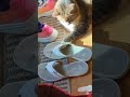 Cats being Cats.org idk