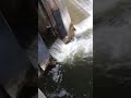 Salmon jumping