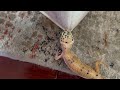 Gecko Explores Human Household Part 1