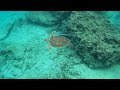 Turtle Bay Protaras, Cyprus 2021 4K
