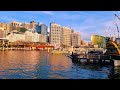 Beautiful Harbour View Pyrmont Bay Sydney | Scenic Ferry Tourist Attractions Australia💙