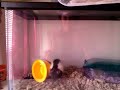 acrobat rat