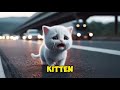 Brave Cat Pain after Loss Kitten #cat #cute #ai #catlover #catvideos #cutecat #aiimages #aicat