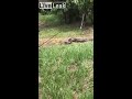 Dog saved from giant snake