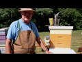 Harvesting Honey