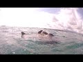 HD Wild Sea Turtles Mating (Costa Rica)