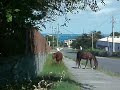 St Croix, USVI: Egrets (or herons) riding wandering horses