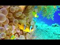 ( NEW ) 3HRS Stunning 4K Underwater Wonders | Relaxing Music Coral Reefs | Colorful Sea Life