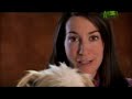 Labrador Retriever | Dogs 101