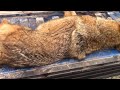 Coyote Trapping....Trapping Coyotes, Raccoons and Beaver