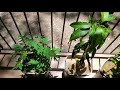 Growing Mango Trees from Seeds, Day 787