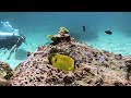 Underwater life on Racha Yai Island