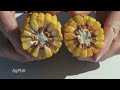 Corn Reproductive Stages