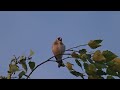 Singing Goldfinch