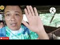 Pig Farming In Philippines, How To Become A Millionaire, Amazing