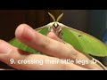 13 reasons why Luna moths are the best pet