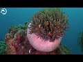 Underwater World 4K UHD🐠 - Coral Reefs and Colorful Sea Life - Relaxing Music